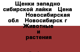 Щенки западно- сибирской лайки › Цена ­ 3 000 - Новосибирская обл., Новосибирск г. Животные и растения » Собаки   